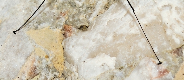 Ecdyonurus?